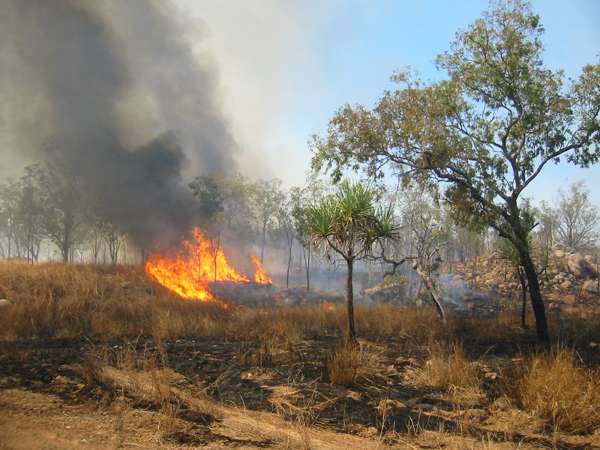 Incendi: Coldiretti, triplicati nel 2017, per siccità e incuria; almeno 15 anni per ricostruire i boschi perduti