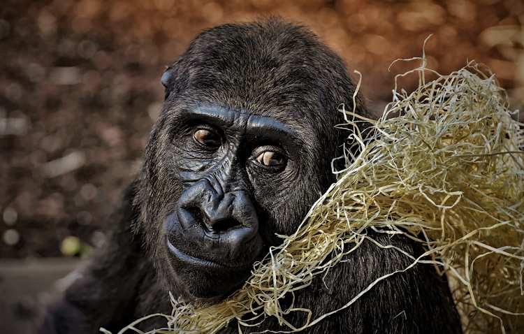 Scimmie, Rivoluzione Animalista: “clonazione inutile e illogica”