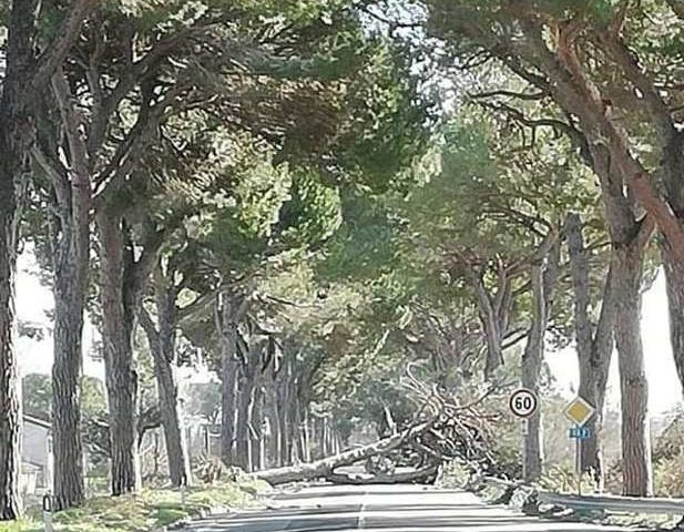 Maltempo, per gli Agronomi-Forestali del Lazio serve prevenzione e monitoraggio per evitare crolli di alberi