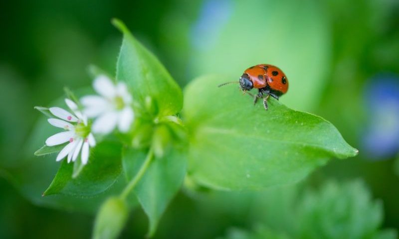 Lotta Biologica: la coccinella un insetto utile